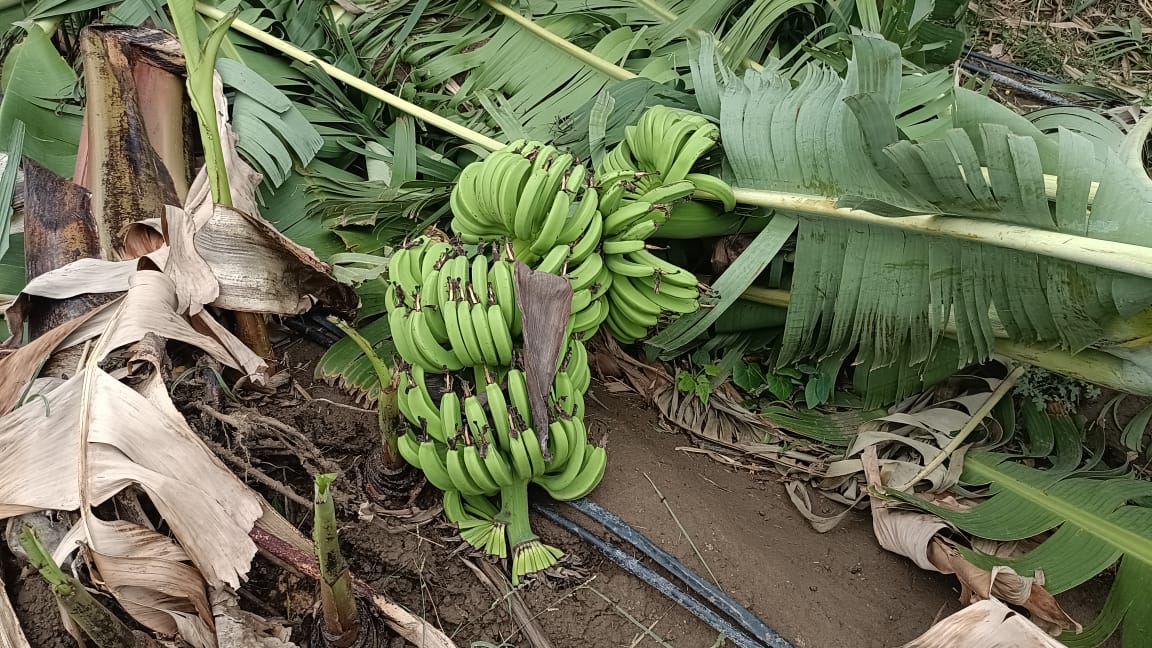 Monsoon News : राज्याच्या विविध भागात पावसाची हजेरी, हिंगोलीत केळीच्या बागा जमीनदोस्त, शेतकऱ्यांना मोठा फटका 