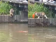 Watch: बिल्ली ने बेहद चतुराई से किया मछली का शिकार, वीडियो देख चौंक जाएंगे आप