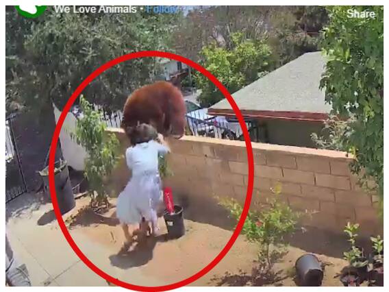 Watch Bravery: अपने कुत्तों को बचाने के लिए जान से खेल गई महिला, ले लिया जंगली भालू से पंगा, वीडियो देखें Watch Bravery: अपने कुत्तों को बचाने के लिए जान से खेल गई महिला, ले लिया जंगली भालू से पंगा, वीडियो देखें