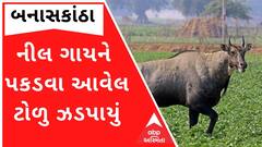 Banaskantha: પાલનપુરમાં નીલ ગાયને મારવા આવેલ ટોળુ ઝડપાયું, જુઓ વીડિયો