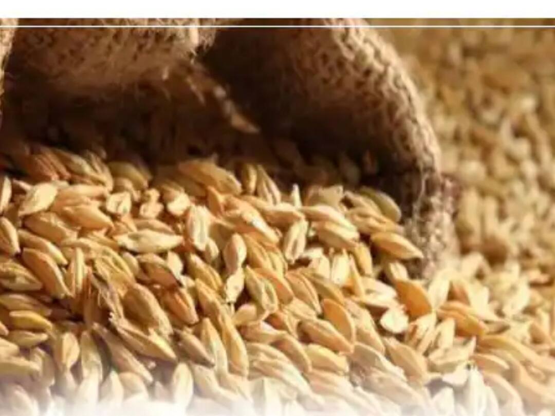 Jau Upay : 'या' उपायाने होईल कर्जमुक्ती jau useful in loan and financial problem benefits of barley Jau Upay : 'या' उपायाने होईल कर्जमुक्ती