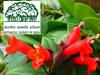Lipstick Plant: వందేళ్ల తరువాత మళ్లీ కనిపించిన ‘లిప్‌స్టిక్’ మొక్కలు, ఎక్కడో తెలుసా?