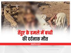 Indore Leopard Attack: मां के साथ सो रही बच्ची को उठा ले गया तेंदुआ, हमले में दर्दनाक मौत