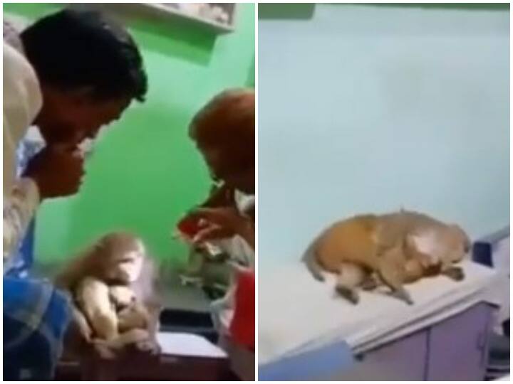 Monkey reached the clinic to get his treatment after injury video went viral Watch: चोट लगने पर अपना इलाज करवाने क्लिनिक पहुंचा बंदर, वीडियो सोशल मीडिया पर वायरल