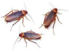 Trending News: अदालत में सुनवाई के दौरान छोड़ दिए गए कॉकरोच, सब हो गए रफ्फू चक्कर