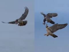 Shocking Video: बाज़ ने उड़ते हए हवा में दिया अपने साथी को खाना, हैरान कर देगा ये वीडियो