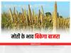 Pearl Millet Cultivation: मोती के भाव बिक जायेगा सारा बाजरा, बस फसल में डाल दें ये चीजें
