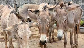 Country second donkey farm opens in Karnataka earning many lakhs Donkey Farm: कोरोना महामारी में छोड़ी नौकरी तो खोल दिया ‘गधा फार्म’, लाखों रुपयों में हो रही कमाई