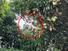 वाह क्या Idea है! शख़्स ने Drone से तोड़े आम, देखिए Viral Video