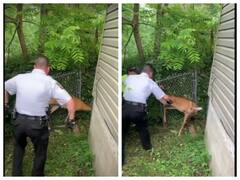 Watch: हिरण का पैर जा फंसा जाल में, उसके बाद जो हुआ देखकर हो जायेंगे तंग