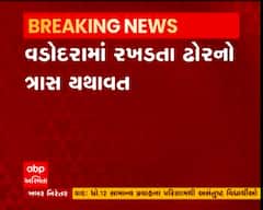 વડોદરામાં ભાયલીમાં ગાય અથડાતા બાઈક પર જતા વ્યક્તિની આંગળી કપાઈ