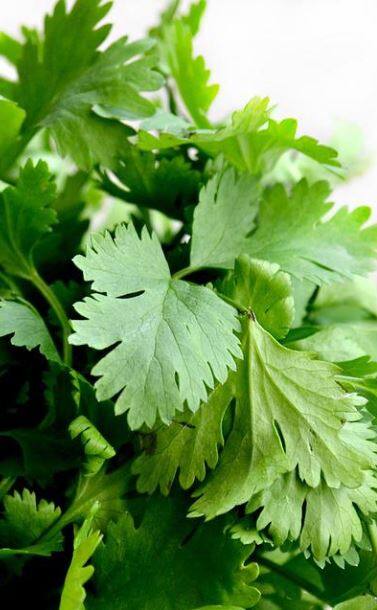 ডায়াবেটিস নিয়ন্ত্রণে খান ধনেপাতা