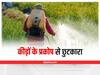 Rice Farming Tips: धान की नर्सरी में कहीं कीड़ों की दावत न हो जाए, पौधशाला में डालें ये वाला कीटनाशक