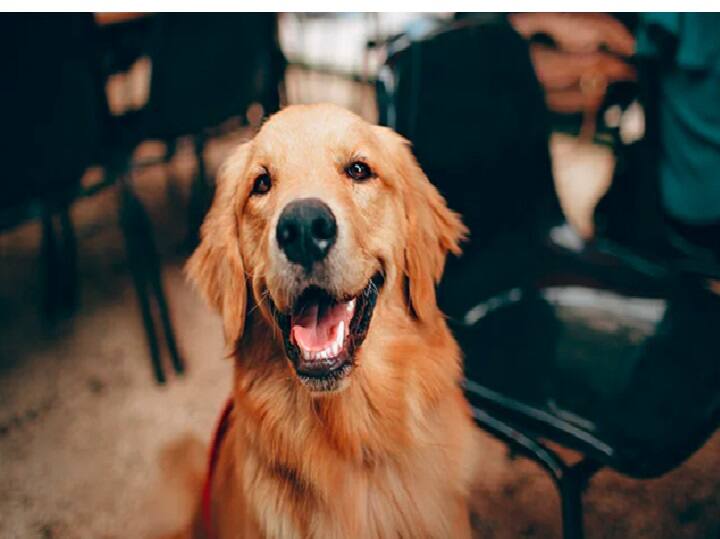 India's first COVID vaccine for animals launched Anocovax: விலங்குகளுக்கான கொரோனா தடுப்பூசி: உங்களுக்கு என்னவெல்லாம் தெரிஞ்சிருக்கணும்?
