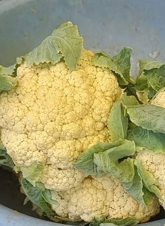 Photo : आवक घटल्यानं भाजीपाल्यांच्या दरानं गाठलं शतक, शेतकऱ्यांना फायदा