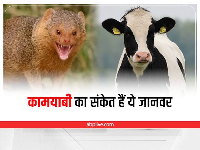 Animal Seen In Path Good Sign Of Wealth Gain Money Get Success | Astro: घर से निकलते वक्त दिख जाए ये जानवर तो होने वाला है धन लाभ, कार्य में पाएंगे कामयाबी Animal Seen In Path Good Sign Of Wealth Gain Money Get Success | Astro: घर से निकलते वक्त दिख जाए ये जानवर तो होने वाला है धन लाभ, कार्य में पाएंगे कामयाबी