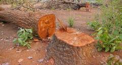 Save Hasdeo forest: छत्तीसगढ़ में पेड़ों को बचाने के लिए जंगल में टेंट लगाकर रह रहे हैं ग्रामीण, देखें तस्वीरें