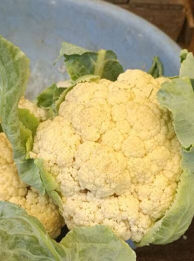 कोबी, मिरची, शेवगा या पिकांना सध्या चांगला दर मिळत असल्याचे चित्र दिसत आहे