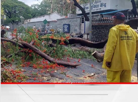Pune News Incidents of falling trees at 30 places in Pune Pune News: पहिल्याच पावसाचा निसर्गाला झटका; पुण्यातील 30 ठिकाणी झाडं कोसळल्याच्या घटना