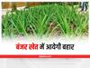 Herbal Farming Special:बंजर खेत में भी आयेगी बहार, इस तकनीक से करें एलोवेरा की खेती