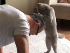 Watch: Personal Trainer बनी ये बिल्ली, वायरल वीडियो देख आपके चेहरे पर आ जाएगी मुस्कान