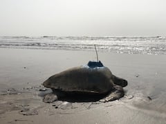 Maharashtra: सैटेलाइट टैग लगे कछुए ने की 2700 किलोमीटर की यात्रा, अब नहीं मिल रहा सिग्नल