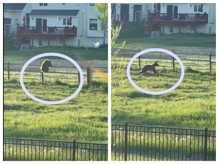 video showing a bear outside of the backyard running like an athlete Watch: इस भालू की रेस देखकर आप भी सोचेंगे कि ये भालू है या एथलीट, वीडियो देखें