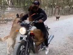 Viral Video: Bike पर बैठने के लिए दो कुत्तों के बीच हुई 'जंग', शख्स ने निकाली ये तरकीब