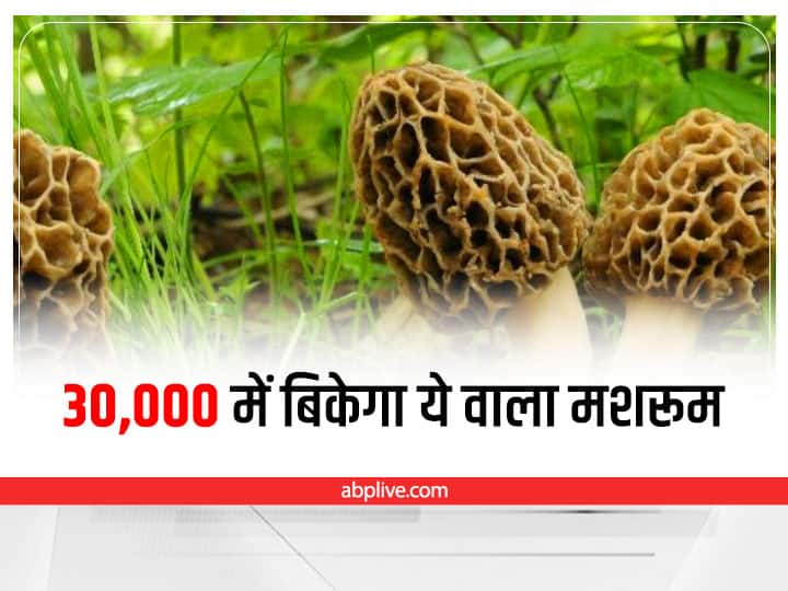 Gucchi mushroom is the most expensive grows naturally in Himalayan snow Magical Mushroom: 30,000 रुपये में बिकता है ये वाला मशरूम, हिमालय की वादियों में होती है इसकी कुदरती खेती