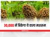 Magical Mushroom: 30,000 रुपये में बिकता है ये वाला मशरूम, हिमालय की वादियों में होती है इसकी कुदरती खेती