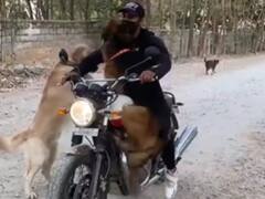 Viral Video : बाईकवर बसण्यासाठी दोन कुत्र्यांमध्ये जुंपली, मालकानं शोधली 'ही' युक्ती