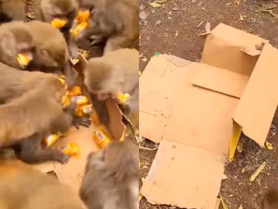 Shocking Video: बंदरों के झुंड ने लूटा बिस्किट से भरा बॉक्स, वीडियो देख चौंक जाएंगे आप Shocking Video: बंदरों के झुंड ने लूटा बिस्किट से भरा बॉक्स, वीडियो देख चौंक जाएंगे आप
