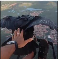 Watch: गिद्ध के साथ पैराग्लाइडिंग करते आदमी का वीडियो हुआ वायरल, देखोगे तो उड़ जायेंगे होश