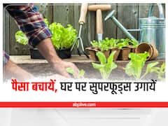 Microgreens Cultivation: घर पर कम खर्च में उगायें ये सुपरफूड, बेहतर सेहत के साथ होगी मोटी कमाई