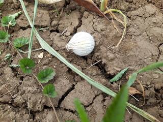 Surat : વડ ગામે મહિલાના હાથમાં ફાટ્યો લસણીયો બોમ્બ, મહિલા અને બાળક ઘાયલ