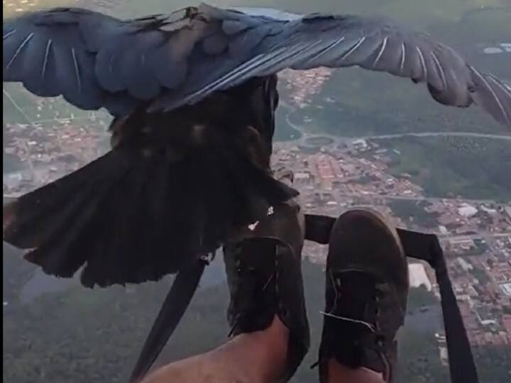 WATCH Video: Man Paragliding With Vulture Goes Viral among Netizens Watch Video: பாராகிளைடிங் செய்தவரிடம் லிஃப்ட் கேட்டு பயணித்த கழுகு... வைரலாகும் வீடியோ!