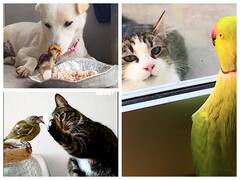 Watch: कभी नहीं देखी होगी कुत्ते बिल्ली और पक्षियों की ऐसी जुगलबंदी, वीडियो देखोगे तो हो जाओगे हैरान