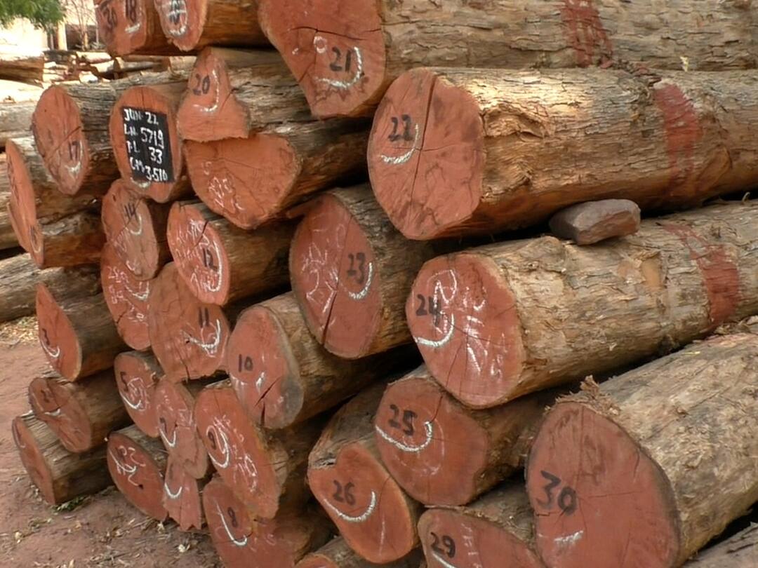 Chandrapur's teak wood to be used in new Parliament building i.e. Central Vista! नवीन संसद भवन म्हणजेच Central Vista मध्ये वापरणार चंद्रपूरचं सागवान लाकूड!