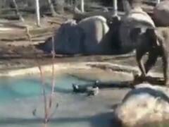 Viral Video: हाथी ने पक्षी को किया परेशान, मिला यह सबक