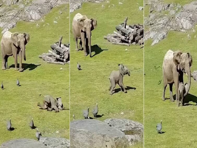 Elephant family on jungle cute video viral on social media Elephant Viral Video: ”அம்மா நான் விழுந்துட்டேன்..” : ஓடி வந்த குட்டியை அணைத்துக்கொண்ட தாய்.. வைரலாகும் வீடியோ..!