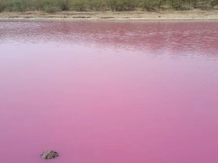 Lake water turns pink in Gujarat, villagers call it ‘miracle’ Gujarat Lake Water : చెరువులో నీరంతా గులాబీ రంగులోకి మార్పు - దేవుడి లీలంటూ జనం పూజలు !