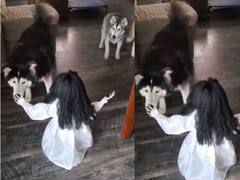 Watch: जब एक डरावनी डॉल को देखकर उछल पड़े कुत्ते, वीडियो देखकर नहीं रुकेगी आपकी हंसी