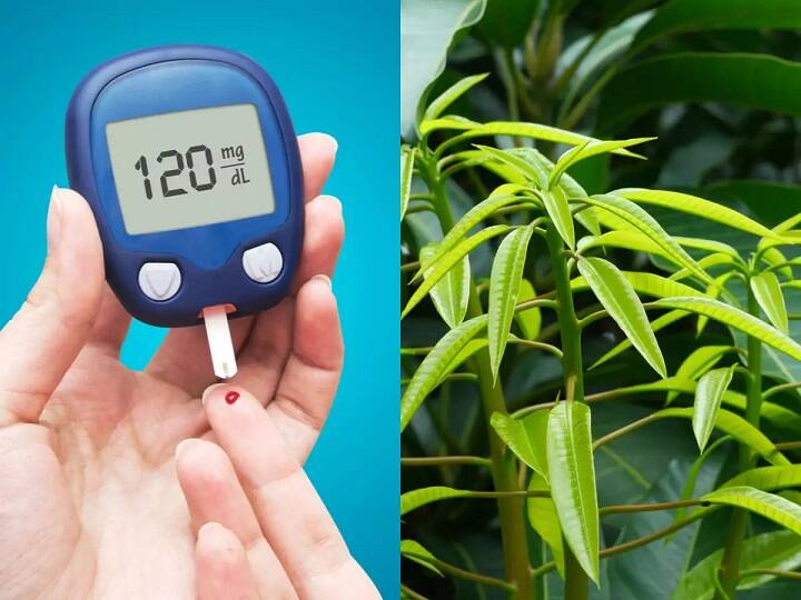 Mango Leaves Have Multiple Benefits In Controlling Diabetes உங்க சுகர் கண்ட்ரோல்ல இருக்கணுமா? 10 மாவிலை போதும்!! சிம்பிளா செய்ய சூப்பர் டிப்ஸ்!