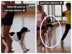 Watch: कुत्ते ने किया ऐसा डांस कि देखते रह गए सब, आप भी हो जायेंगे हैरान