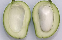 Mango Benefit: আমের আঁটিও গুণে ভরপুর! কী কী সমস্যার সমাধান করে?