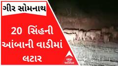 ગીરમાં એક સાથે 20 જેટલા સિંહની આંબાની વાડીમાં લટાર, સર્જાયા અદભૂત દ્રશ્યો