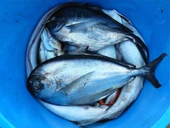 Fish Side Effects: చేపలు తింటే చర్మ క్యాన్సర్ వస్తుందా? షాకింగ్ న్యూస్ చెప్పిన పరిశోధకులు