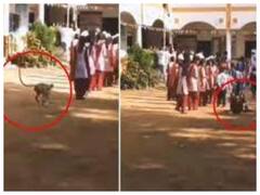 Watch: स्कूल की लाइन में खड़ी थी लड़की, लंगूर ने कर दिया अचानक हमला, वीडियो देखकर हैरान रह जाओगे