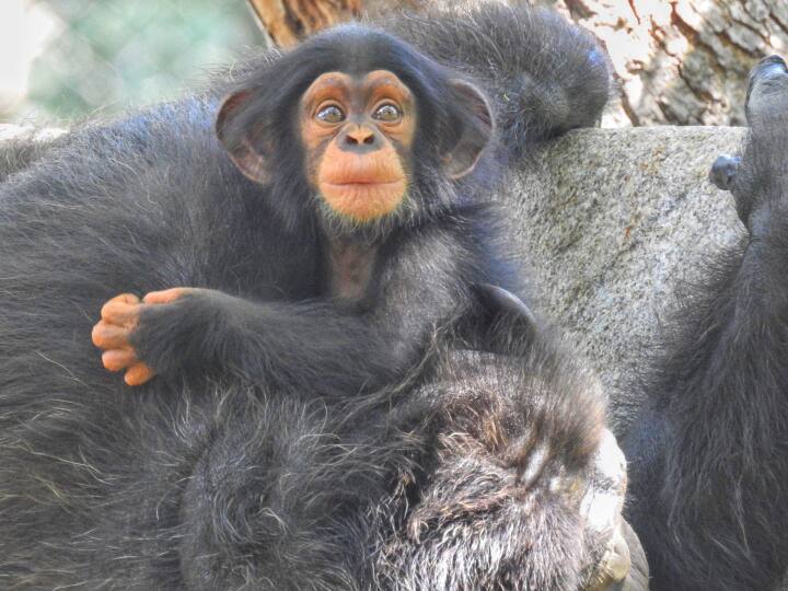 chennai vandalur arignar anna zoological park chimpanzee happy birthday celebration Chennai : 16 வருஷத்துக்கு பிறகு பிறந்த சிம்பன்சி 'ஆதித்யா'! கேக் வெட்டி பிறந்தநாள் கொண்டாட்டம்!