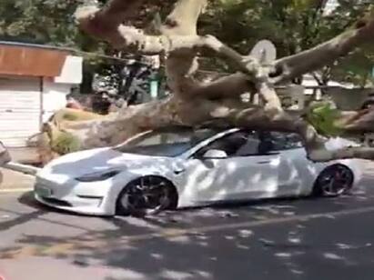 Watch: Massive tree falls on Tesla glass roof. Elon Musk responds to video மரமே விழுந்தாலும் இந்த காரை சாய்க்க முடியாது! விபத்திலிருந்து தப்பித்த ஓட்டுநர்.. வாவ் சொல்லவைத்த டெஸ்லா